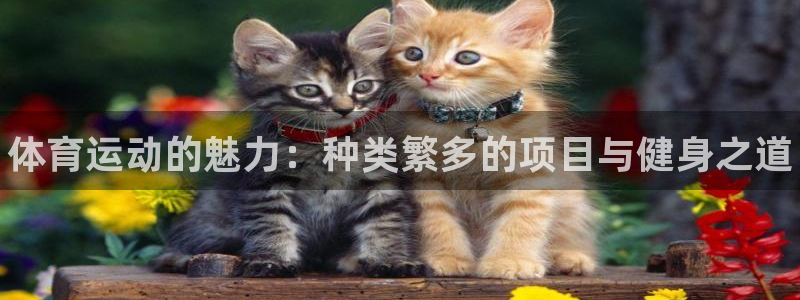 oety欧亿体育官网下载是干嘛的公司：体育运动的魅力：种类繁